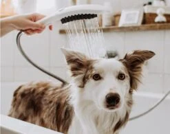 Hansgrohe DogShower - Duschkopf 150, 3 Strahlen, Massagedüsen, Weiß Matt 26640700 -Hansgrohe Verkaufsgeschäft 09b147c8952d8c5be39e23ad